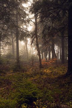 Mystic Forest 2 van Holger Spieker