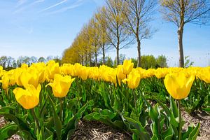 Gelbe Tulpen auf einem Gebiet in Holland während eines schönen Tages im Frühjahr