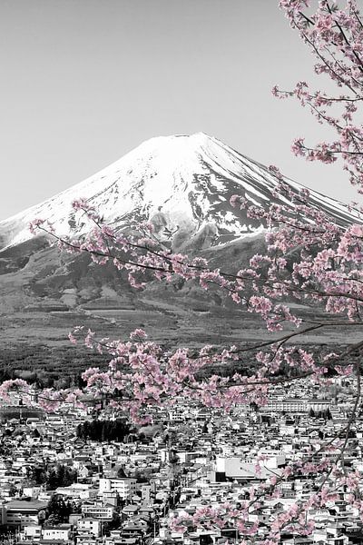 Fantastic view of Mount Fuji during cherry blossom season | colorkey by Melanie Viola