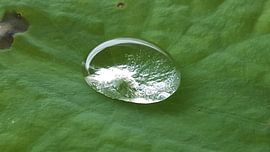 Seerose von Mr.Passionflower