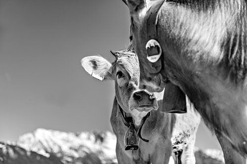 Trial by LieblingsKuhbilder.de