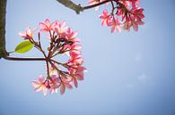 Frangipani roze bloemen tegen een blauwe hemel van Esther esbes - kleurrijke reisfotografie thumbnail