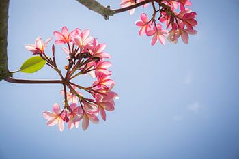 Frangipani pink flowers against a blue sky