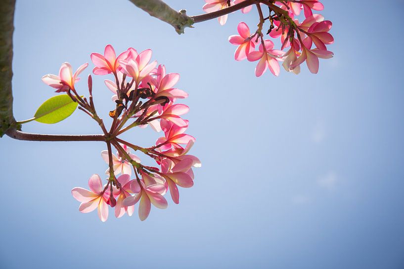 Frangipani roze bloemen tegen een blauwe hemel van Esther esbes - kleurrijke reisfotografie