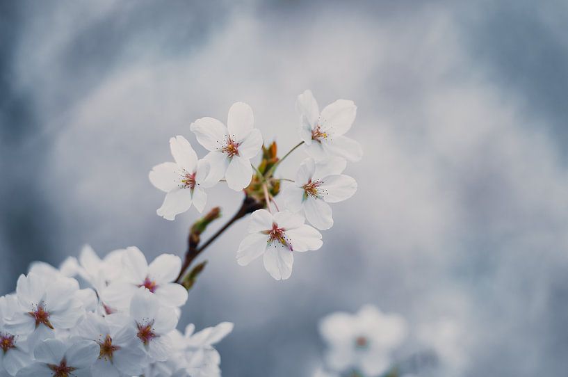 Blüte von Nancy van Verseveld
