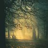 Mistig doorkijkje in het bos. van natascha verbij