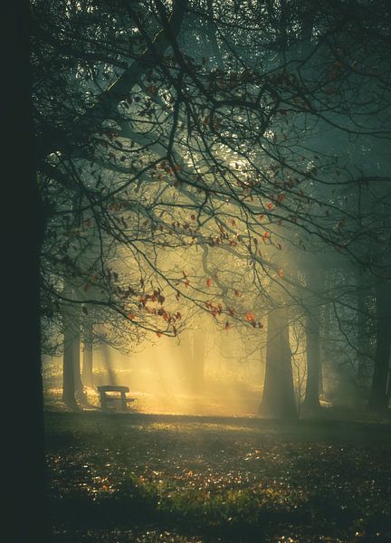 Misty vista in the forest. by natascha verbij
