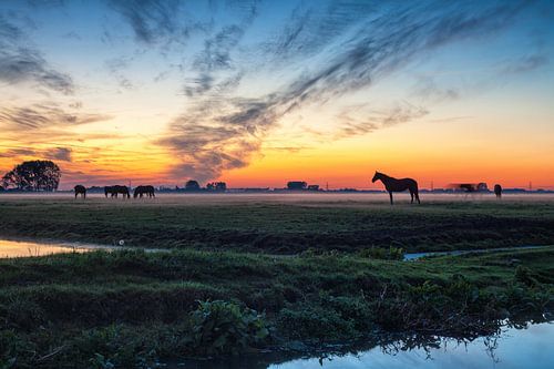 Grazing horses at sunset on the outskirts of Groningen
