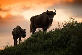 Bison (bison d'Europe) dans le Kraansvlak dans le parc national du Sud-Kennemerland sur Jeroen Stel