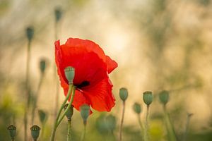 Coquelicot