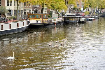 Swans in the Prinsengracht by Barbara Brolsma