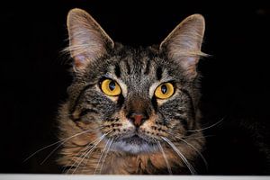 Wunderschöne Zypressen-Katze mit gelben Augen von Maud De Vries