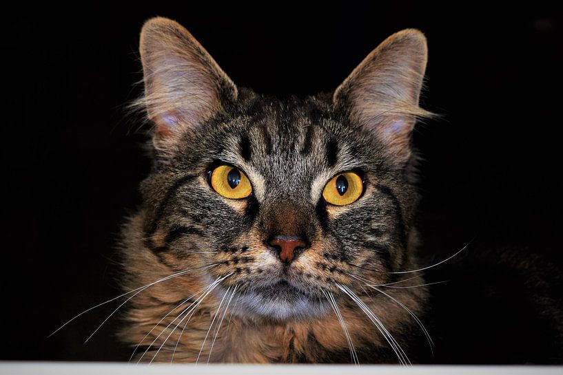 Beautiful cypress cat with yellow eyes by Maud De Vries