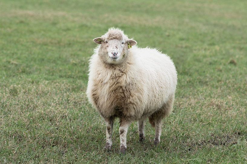 wenn ein Schaf über den Damm geht... von M. B. fotografie
