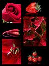 red by Klaartje Majoor thumbnail