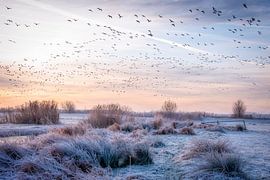 Ontwaken van Piet Haaksma