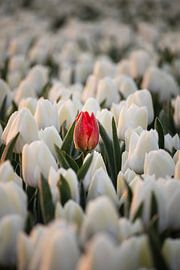 A red tulip amongst white tulips in the soft morning light by Bram Lubbers