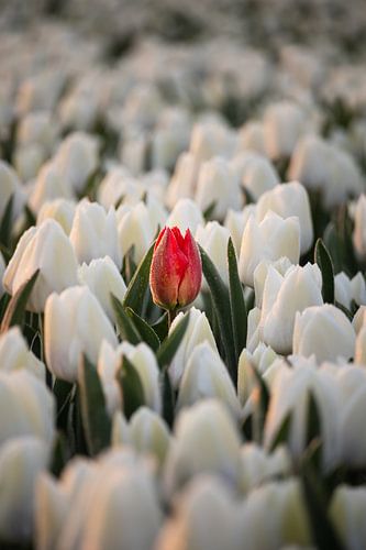 Rode tulp tussen witte tulpen in zacht ochtendlicht