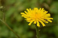 Blume