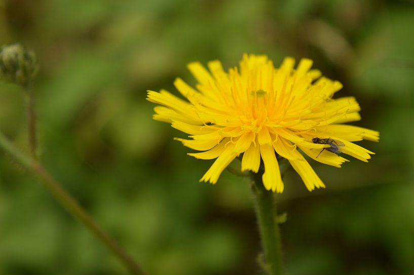 flower by Inge Schoonenberg