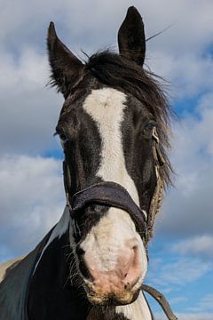 Portret van een paard van Patrick Verhoef