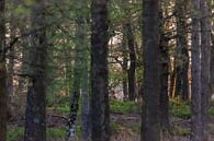 Forest in spring by Evert Jan Kip thumbnail