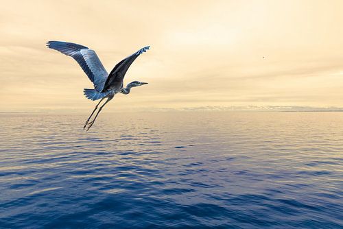Grey heron flies over Lake Constance by Dieter Walther