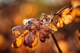 Hydrangea by Rob Boon