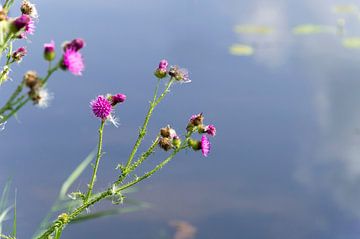 Distel boven water van Arthur Hooijer