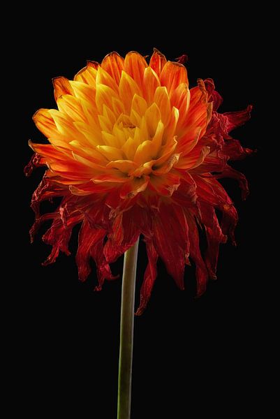 Impermanence, beauty is within by Klaartje Majoor