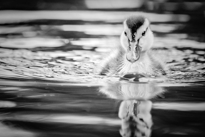 Ducky by Lonneke Prins