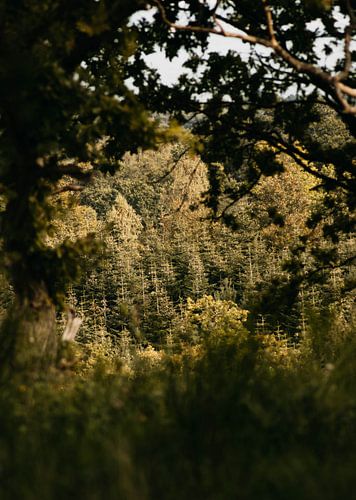 Twilight trees