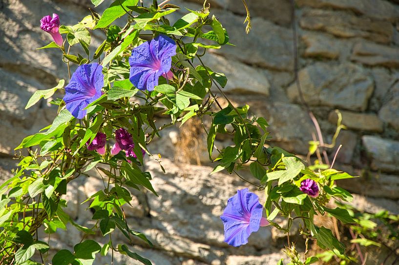 Herbstblumen in der Provence von Tanja Voigt