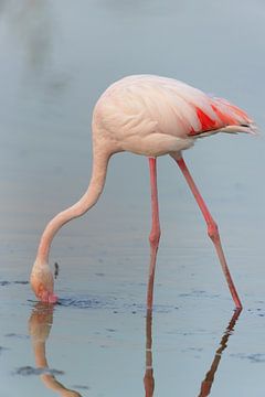 Pink flamingo (Phoenicopterus roseus)