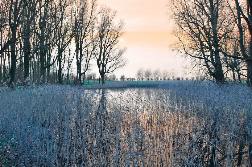 Landscape with reed by Corinne Welp