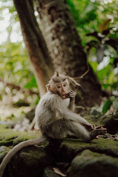 La tendresse d'un singe de Bali sur Sharon Kastelijns