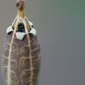 Papaver zaaddoos van Sandra Loermans-Borgman