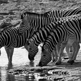 Dorstige zebra's sur Roos Vogelzang