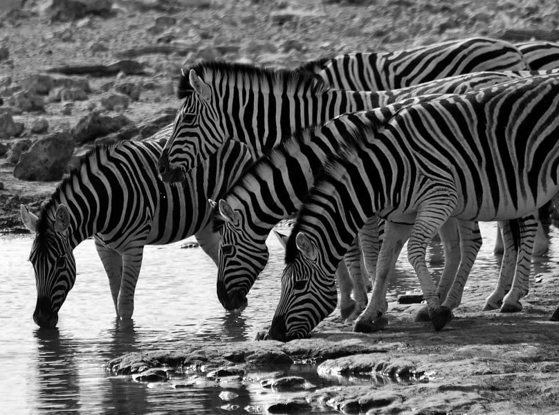 Dorstige zebra's von Roos Vogelzang