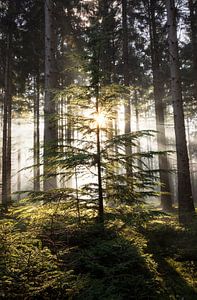 Magie in het Dennenbos: Een Jonge Dennenboom in Zonnestralen en Mist