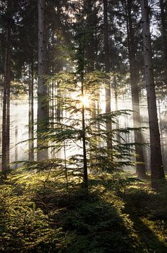 Magic in the Pine Forest: A Young Pine Tree in Sunbeams and Fog
