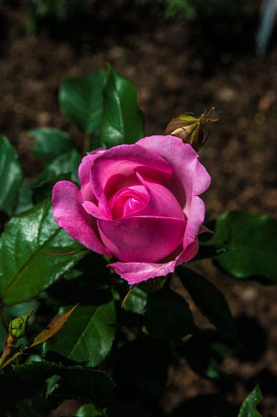 A pink rose by Norbert Sülzner