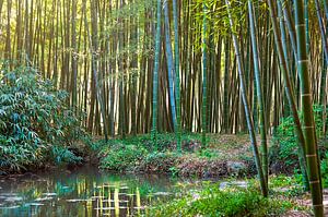 Forêt chinoise de bambou