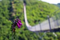 Fingerhut an der Geierlay von Johannes Grandmontagne Miniaturansicht