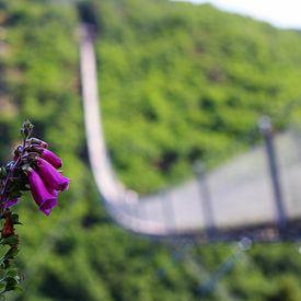 Foxglove at the Geierlay by Johannes Grandmontagne