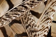 Line play in shades of brown:  A pile of feathers by Marjolijn van den Berg thumbnail