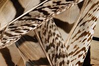 Jeu de lignes dans les tons bruns :  Un amas de plumes