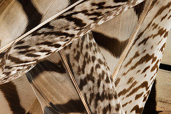 Jeu de lignes dans les tons bruns :  Un amas de plumes