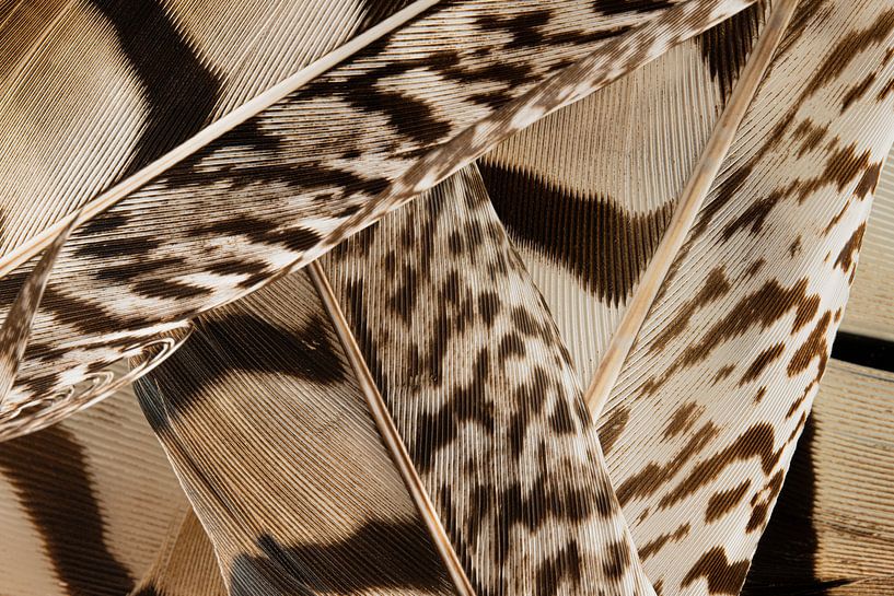 Line play in shades of brown:  A pile of feathers by Marjolijn van den Berg