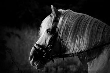 paard geniet van uitzicht  van nikita van der Starre- Zagers